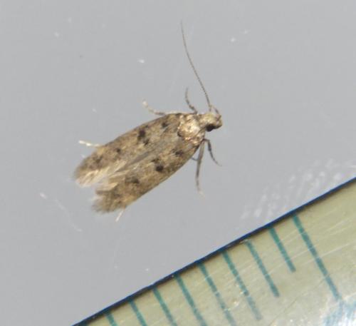 Bryotropha sp.